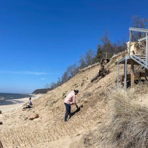 Lake Michigan Erosion Control Native Dune Grass