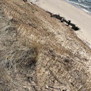 Lake Michigan Erosion Control Native Dune Grass