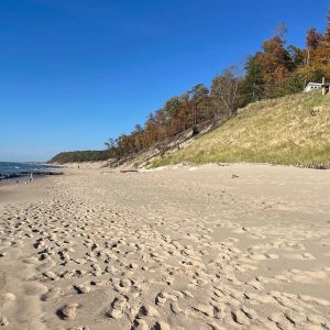 Lake Michigan Erosion Control Native Dune Grass
